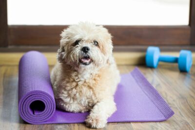 nikki-lampe-nalchajian-inspired-posts-yoga-dog