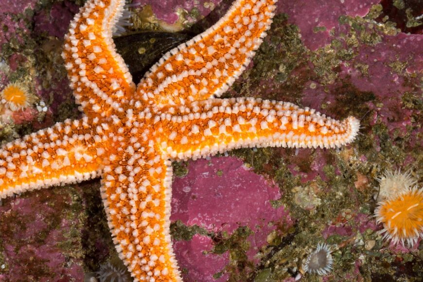 nikki-lampe-nalchajian-inspired-posts-image-starfish